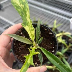 Philodendron Tortum Var — Tissue Culture Plantlets