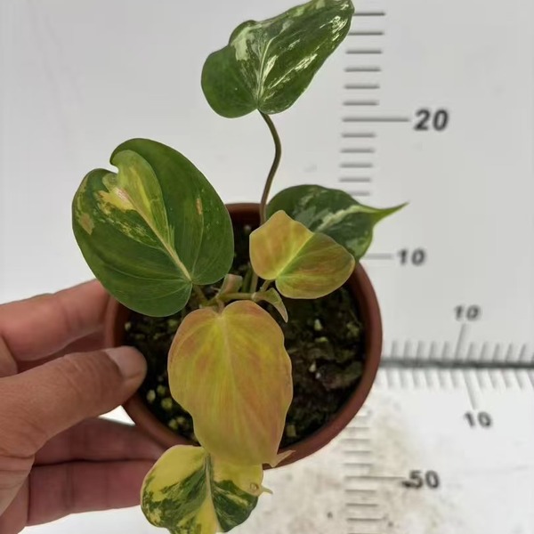 Philodendron Micans Variegated — appearance reference