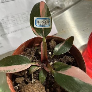 Philodendron Rainbow Variegata — Tissue Culture Plantlets