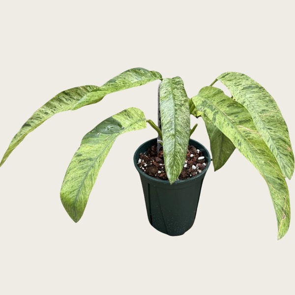 Philodendron Bipinnatifidum 'Feather' — appearance reference