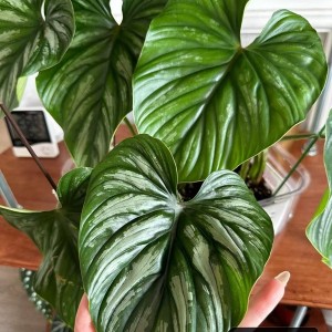 Philodendron Plowmanii Variegated — Tissue Culture Plantlets