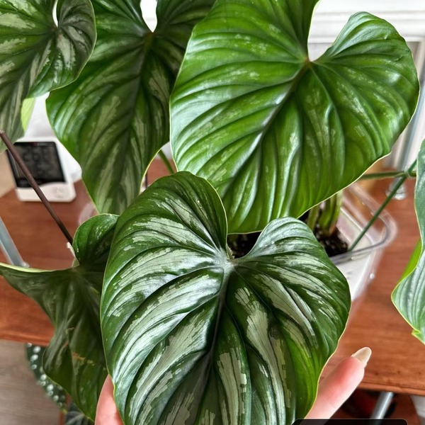 Philodendron Plowmanii Variegated — appearance reference