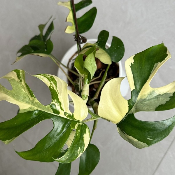 Raphidophora Tetrasperma Var/Monstera Minima Var — appearance reference