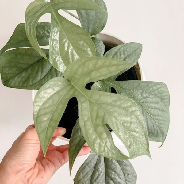 Monstera Amydrium Medium Silver — appearance reference