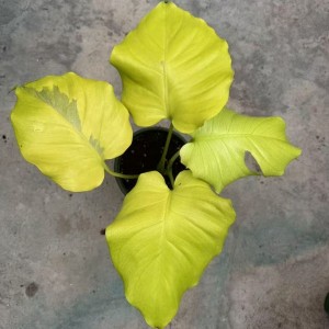 Monstera Creme Brulee Fully Aurea — Tissue Culture Plantlets