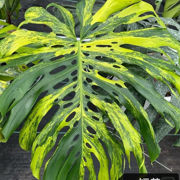 Monstera Deliciosa Aurea — appearance reference