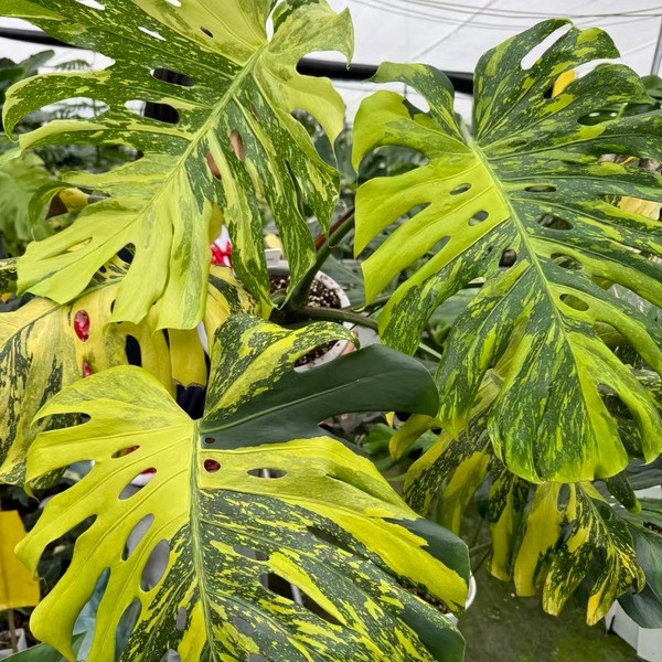 Monstera Delisiosa Electro Light — appearance reference
