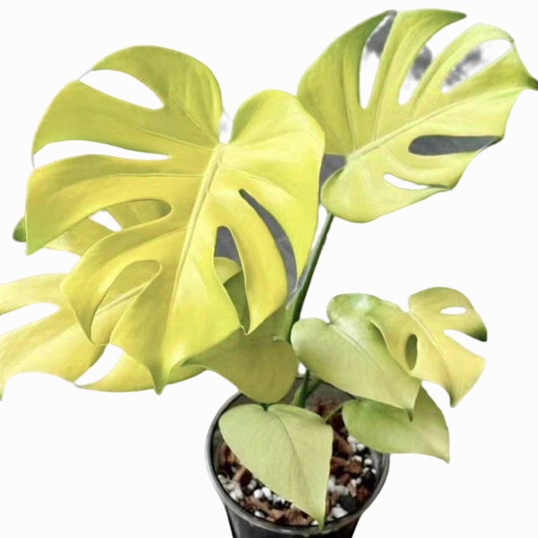 Monstera Yellow/Lime Line 2# — appearance reference