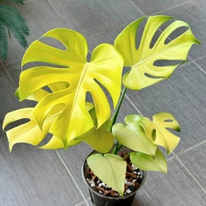 Monstera Yellow/Lime Line 1# — Tissue Culture Plantlets