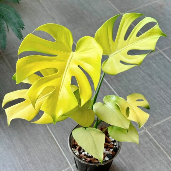 Monstera Yellow/Lime Line 1# — appearance reference