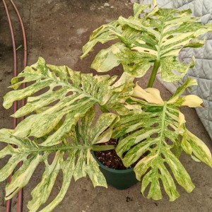Monstera Legacy — Tissue Culture Plantlets