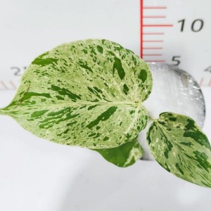 Monstera ‘Bulbasaur’ — Tissue Culture Plantlets