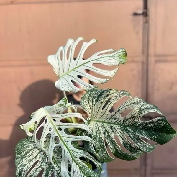 Monstera Deliciosa Devil Monster — appearance reference