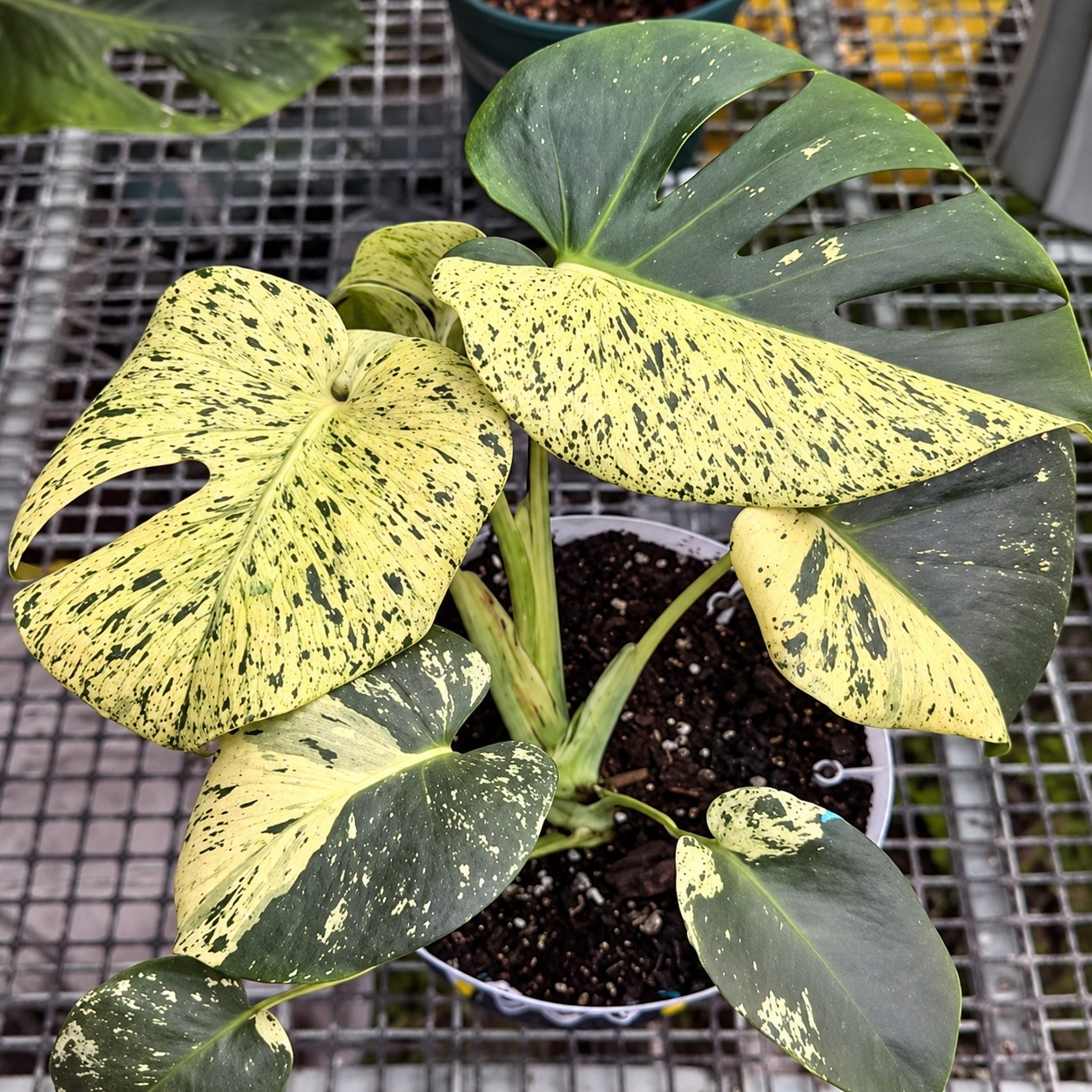 Monstera Star Shadow B — appearance reference