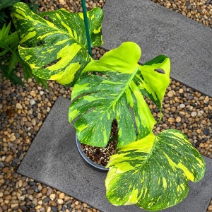 Monstera Electrolight — Tissue Culture Plantlets