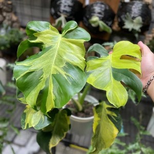 Monstera White Lava Ghost — Tissue Culture Plantlets
