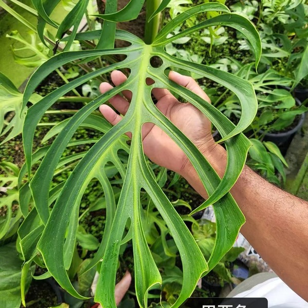 Monstera Burle Marx Flame — appearance reference