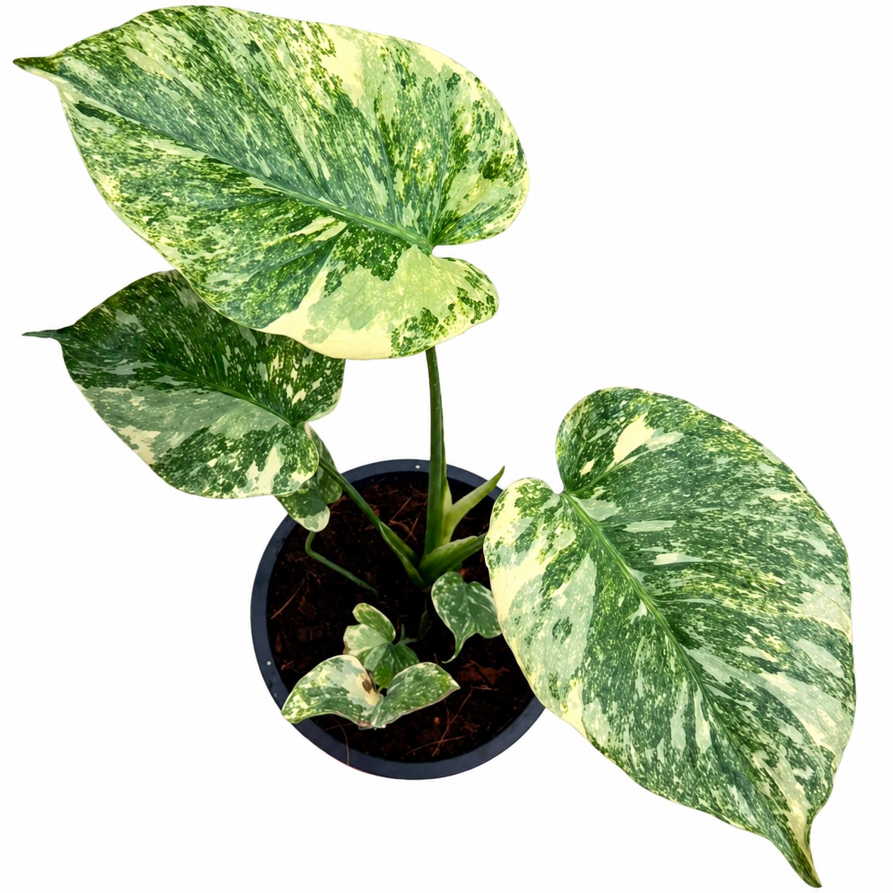 Monstera Delisiosa Green Snow — appearance reference