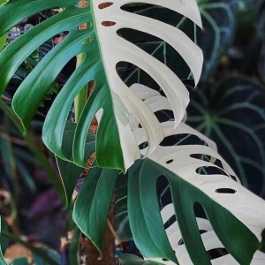 Monstera Albo Borsigiana-2# — Tissue Culture Plantlets