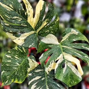 Monstera Deliciosa ‘Thai Constellation’ — Tissue Culture Plantlets