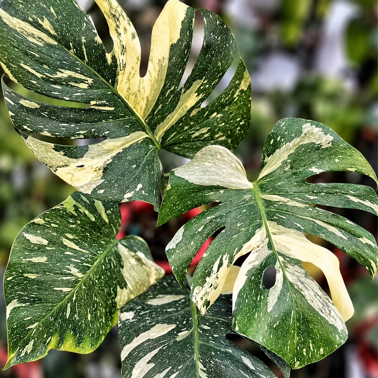 Monstera Deliciosa 'Thai Constellation' — appearance reference