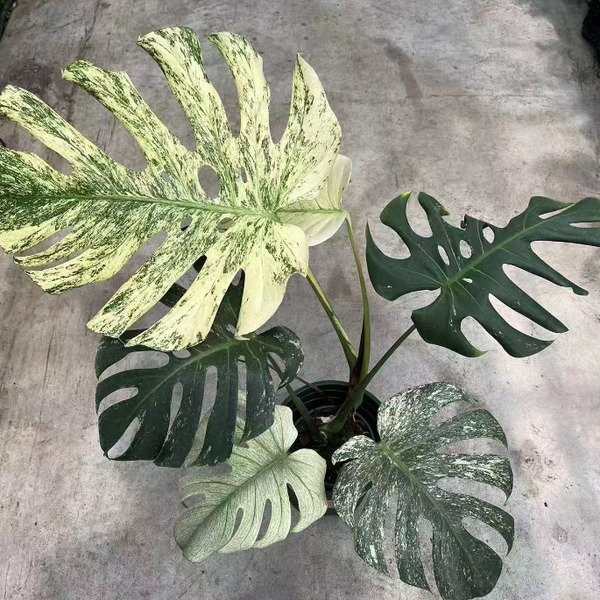 Monstera White Monstera — appearance reference