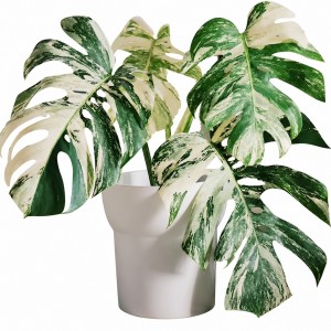 Monstera Borsigiana ‘Albo Variegata’ — Tissue Culture Plantlets