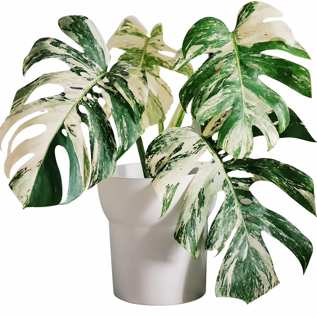 Monstera Borsigiana 'Albo Variegata' — appearance reference