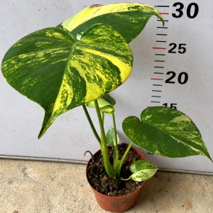 Monstera Aurea Short — Tissue Culture Plantlets