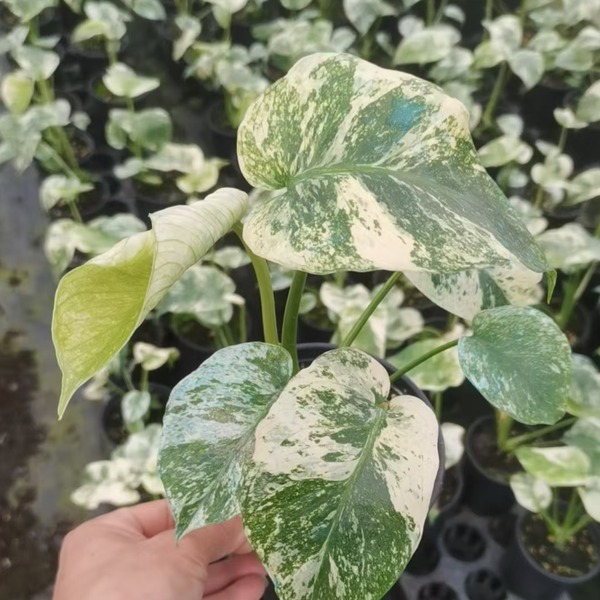 Monstera 