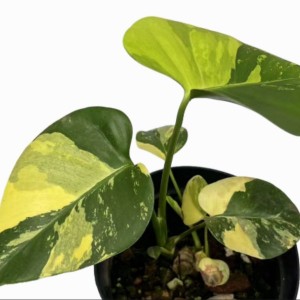 Monstera Deliciosa ‘Lemon Pom Pom’ Variegata — Tissue Culture Plantlets