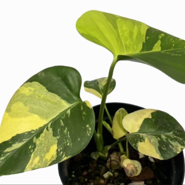 Monstera Deliciosa 'Lemon Pom Pom' Variegata — appearance reference