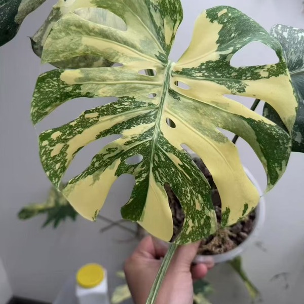 Monstera Creme Brulee — appearance reference