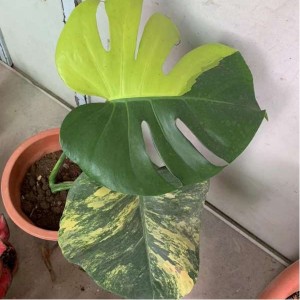Monstera Marilyn Aurea Variegata — Tissue Culture Plantlets