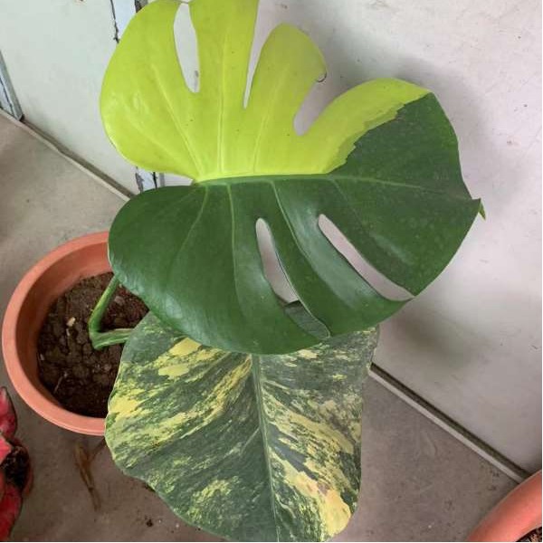 Monstera Marilyn Aurea Variegata — appearance reference