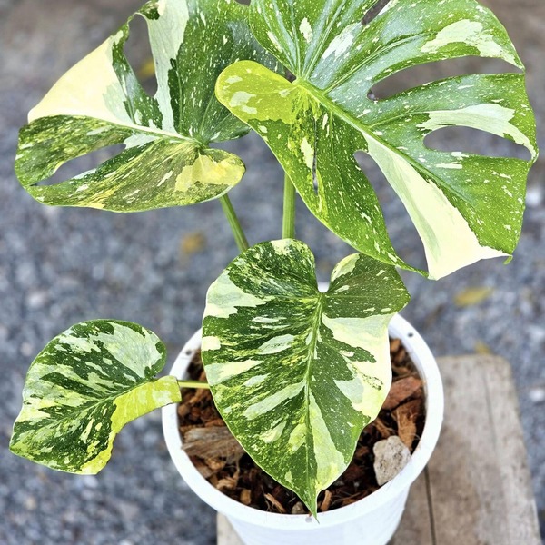 Monstera Tai Constellation Miracle Tricolor — appearance reference