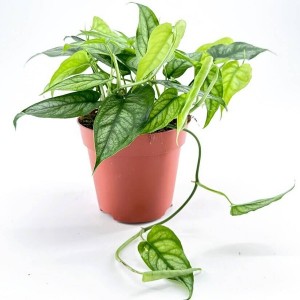 Monstera Siltepecana — Tissue Culture Plantlets