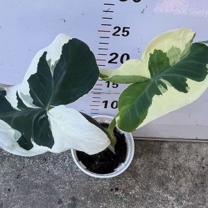 Xanthosoma Atrovirens Cv. Albo Marginata — Tissue Culture Plantlets