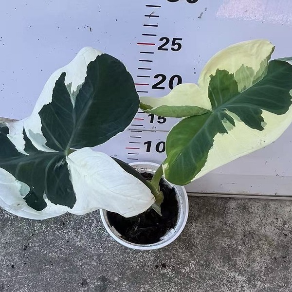 Xanthosoma Atrovirens Cv. Albo Marginata — appearance reference