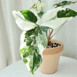 Syngonium Podophyllum Albo Variegat — Tissue Culture Plantlets