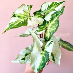 Syngonium Three Kings Var. — Tissue Culture Plantlets