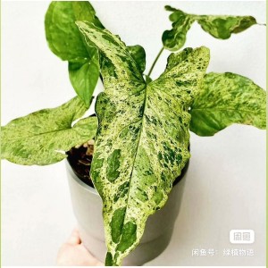 Syngonium Mojito Variegated — Tissue Culture Plantlets