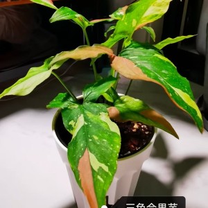 Syngonium Red Spot Tricolour — Tissue Culture Plantlets