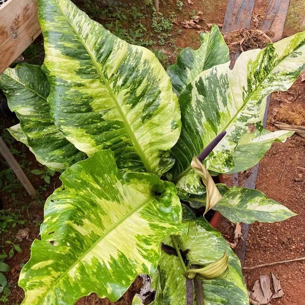 Bird'S Nest Anthurium — appearance reference