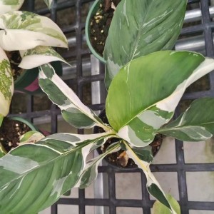 Spathiphyllum ‘Sensation’ Albo Variegata — Tissue Culture Plantlets