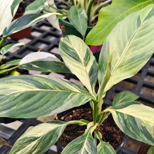 Spathiphyllum ‘Sensation’ Aurea Variegata — Tissue Culture Plantlets