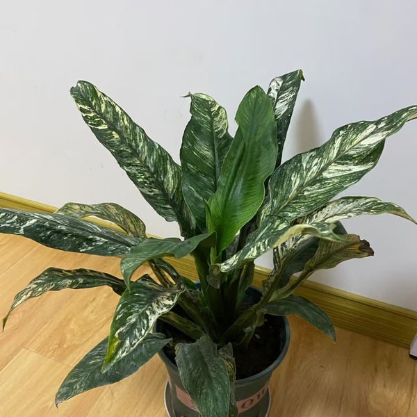 Spathiphyllum Floribundum Sensation' Variegated — appearance reference