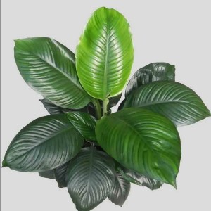 Spathiphyllum Commutatum Sensation Cv Little — Tissue Culture Plantlets
