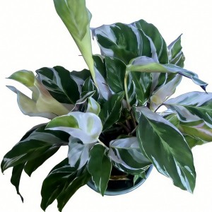 Calathea Lietzei ‘White Fusion’ — Tissue Culture Plantlets
