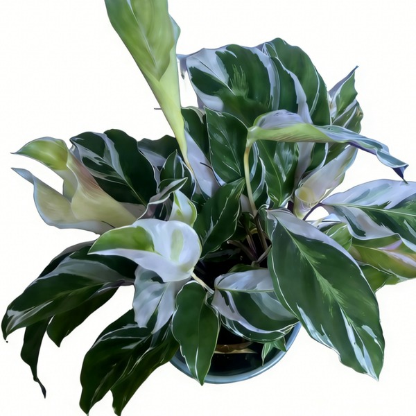 Calathea Lietzei 'White Fusion' — appearance reference